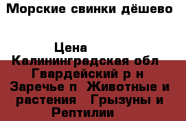 Морские свинки дёшево › Цена ­ 500 - Калининградская обл., Гвардейский р-н, Заречье п. Животные и растения » Грызуны и Рептилии   